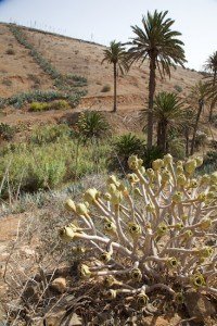Cacti on Fuerteventura