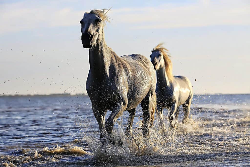 Horses running Horses running