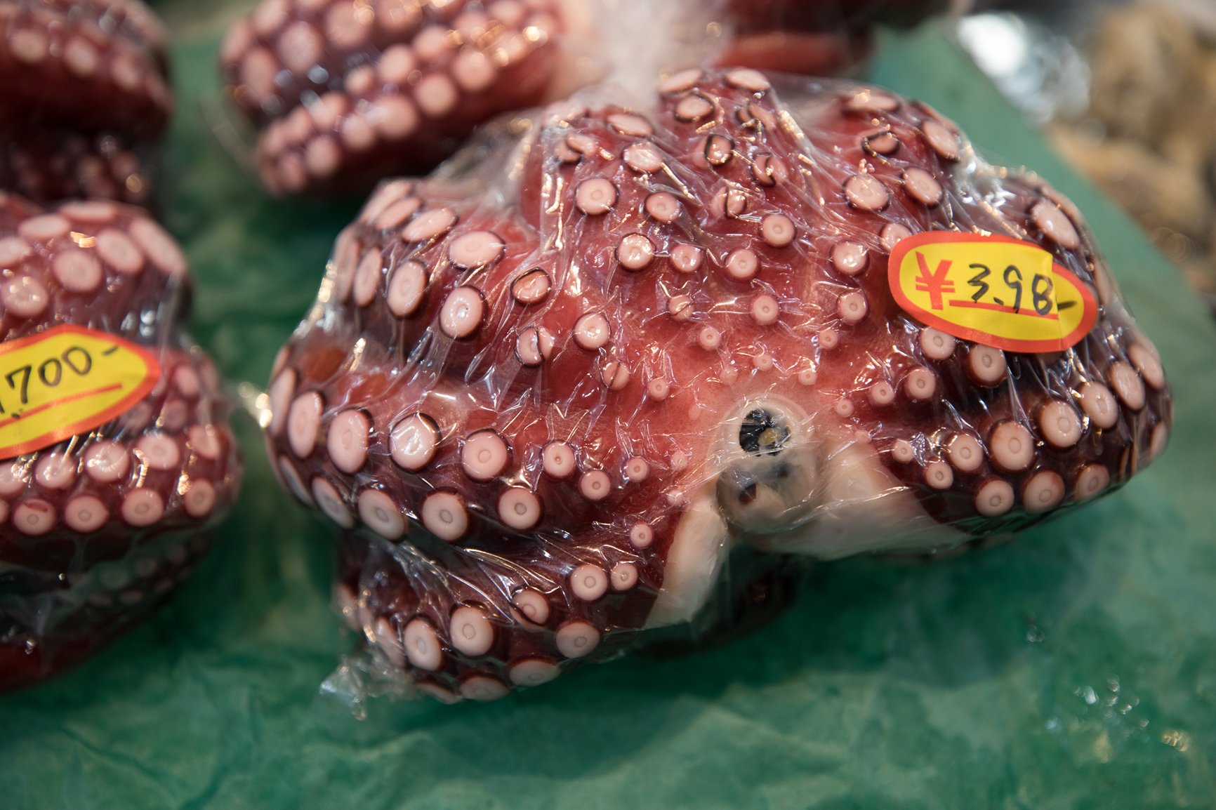 CREDIT Julian Haber-0E7A1519-20190301 Octopus for sale showing price in Japanese Yen