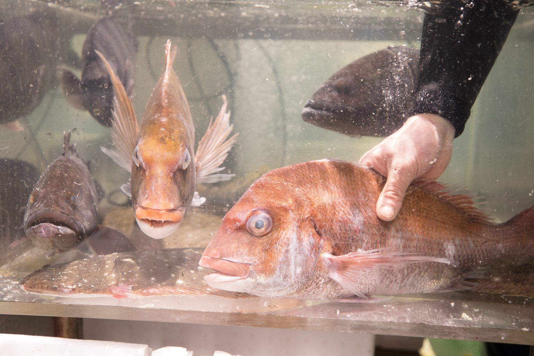 CREDIT Julian Haber-0E7A1526-20190301 Hand reaching for fish in tank