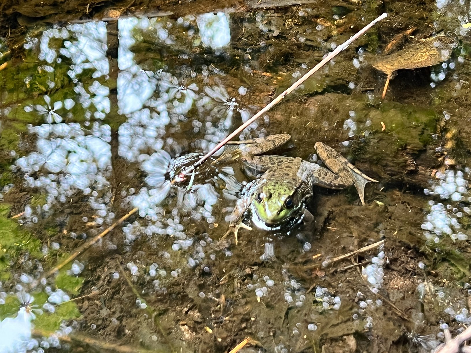 CREDIT Julian Haber-IMG_6415-20230812 Frog in water