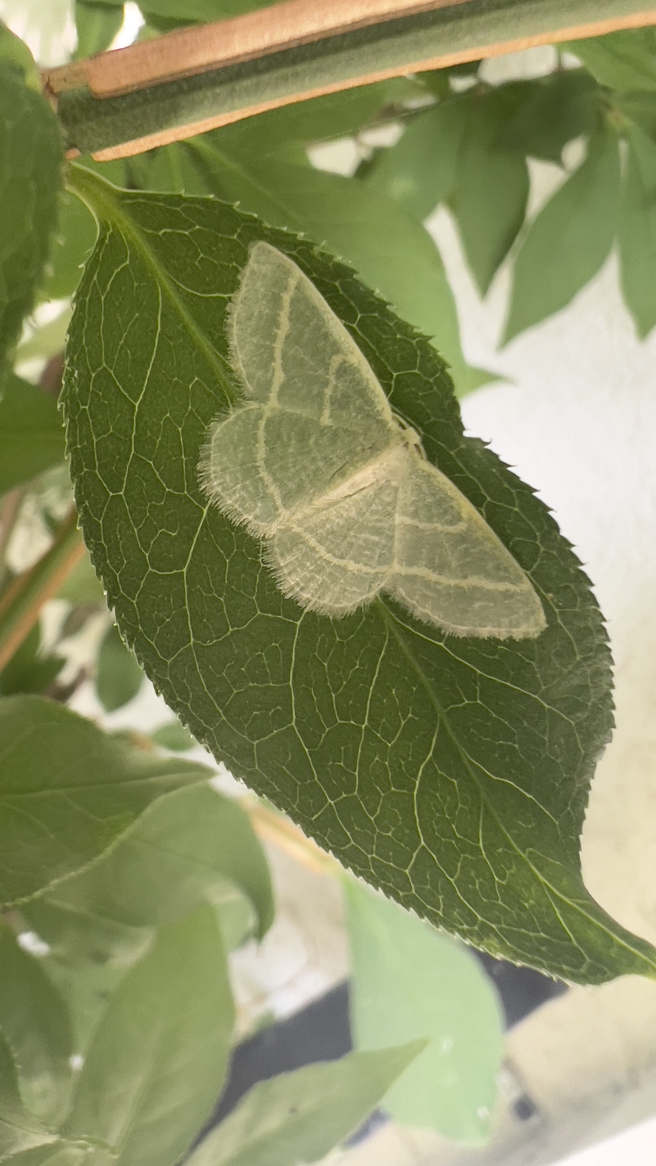 moth-on-leaf Translucent white moth on green leaf